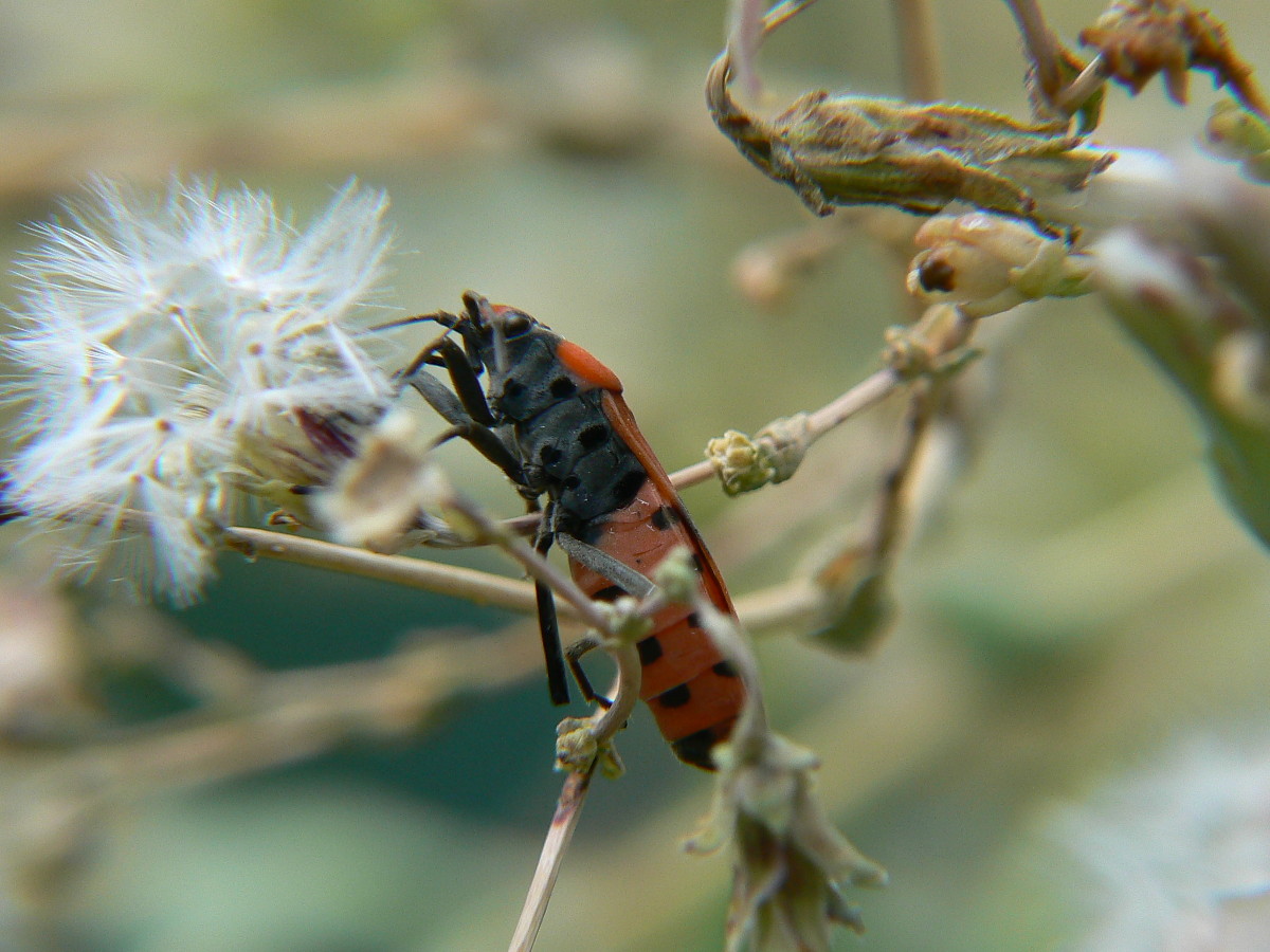 Lente macro autocostruita